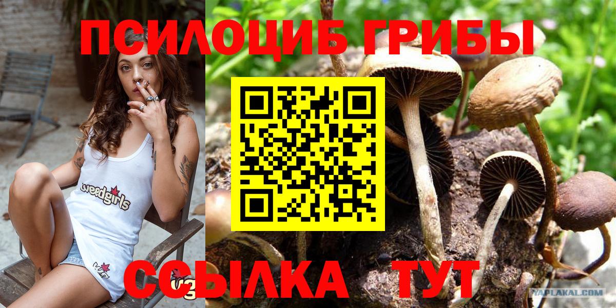 Псилоцибиновые грибы Cubensis Новодвинск